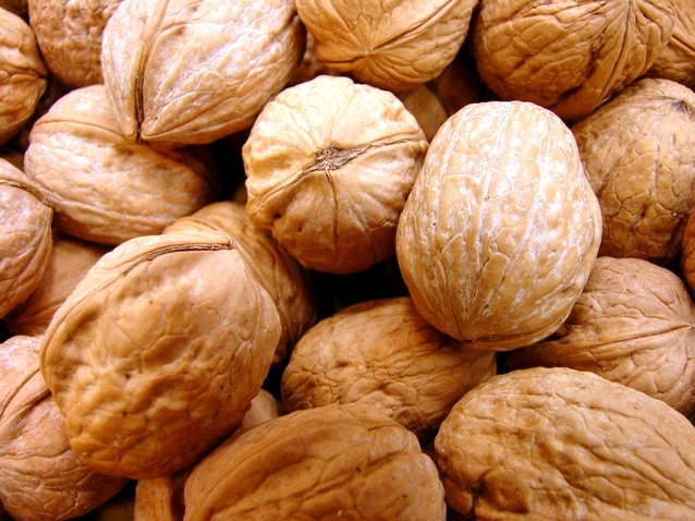 plody vlašského ořechu